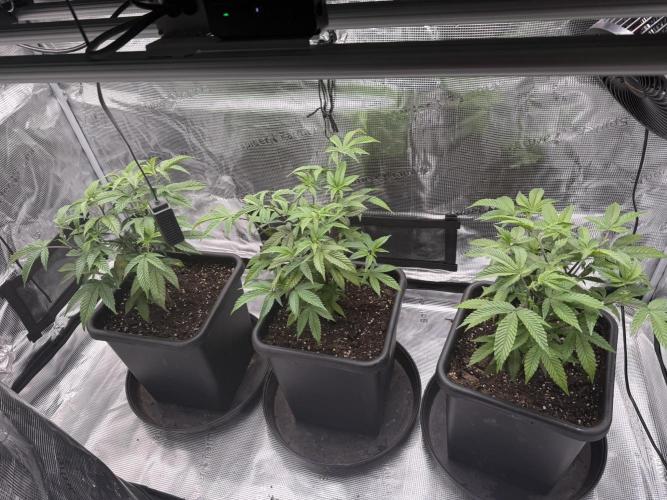 Super Boof cuttings - Blockhead Buds. Week 6