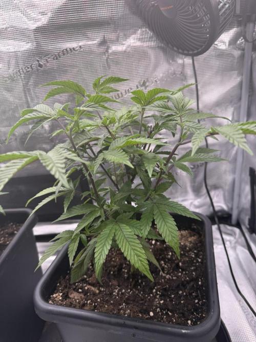 Super Boof cuttings - Blockhead Buds. Week 6