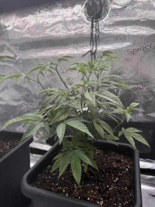 Super Boof cuttings - Blockhead Buds. Week 6