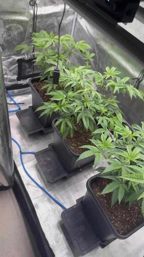 Super Boof cuttings - Blockhead Buds. Week 6