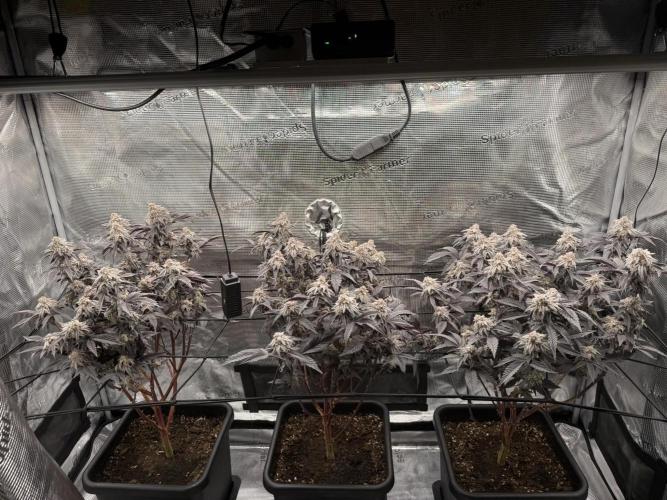 Super Boof cuttings - Blockhead Buds. Week 16