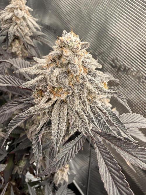 Super Boof cuttings - Blockhead Buds. Week 16