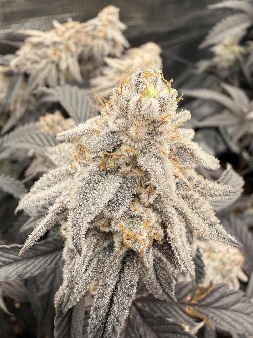 Super Boof cuttings - Blockhead Buds. Week 16