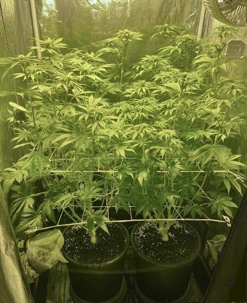 Super Lemon Haze x Pink Candy. Week 7 - Day 49