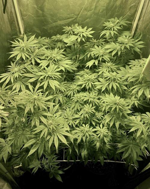 Super Lemon Haze x Pink Candy. Week 7 - Day 49