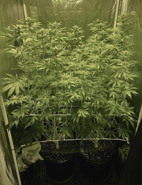 Super Lemon Haze x Pink Candy. Week 8 - Day 56