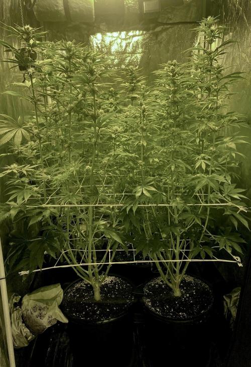 Super Lemon Haze x Pink Candy. Week 8 - Day 56