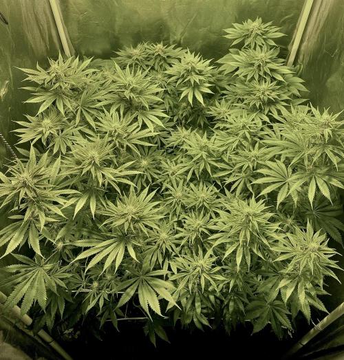 Super Lemon Haze x Pink Candy. Week 8 - Day 56