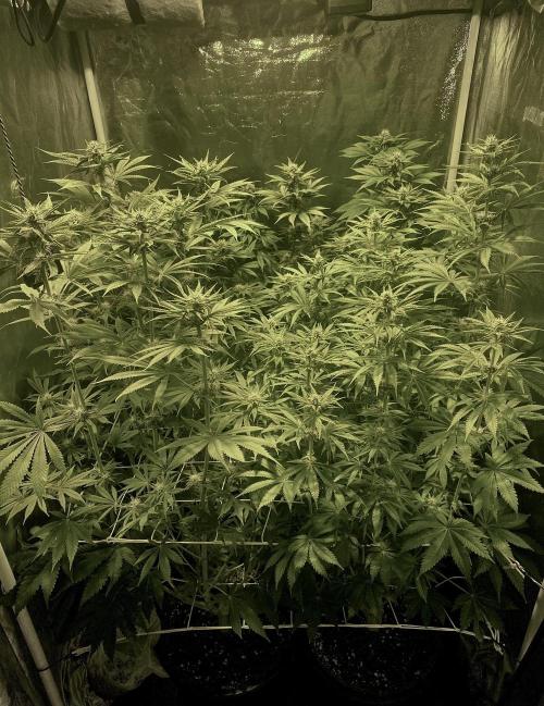 Super Lemon Haze x Pink Candy. Week 8 - Day 56