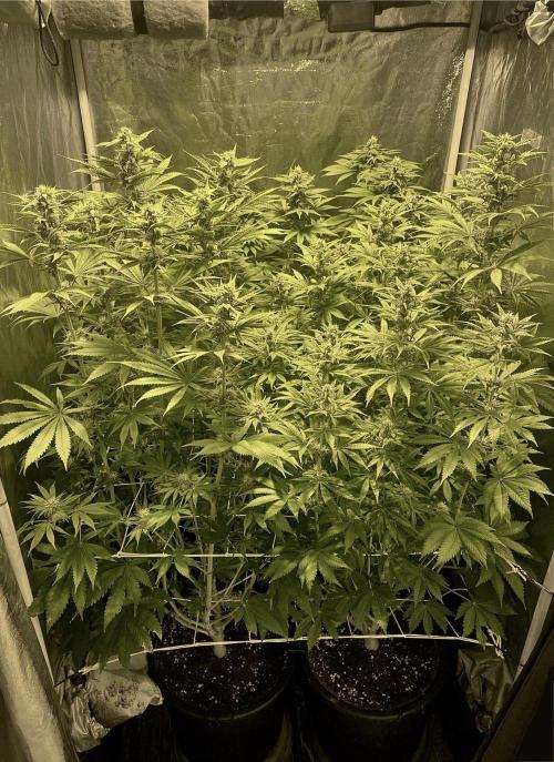 Super Lemon Haze x Pink Candy. Week 9 - Day 63 Flo +35