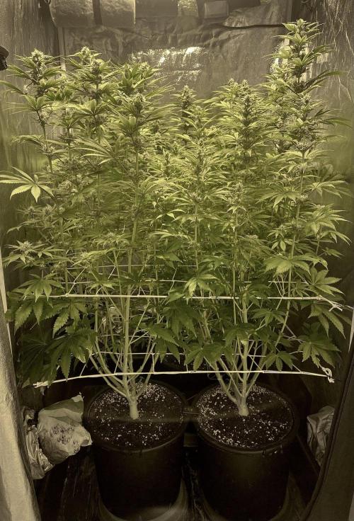 Super Lemon Haze x Pink Candy. Week 9 - Day 63 Flo +35