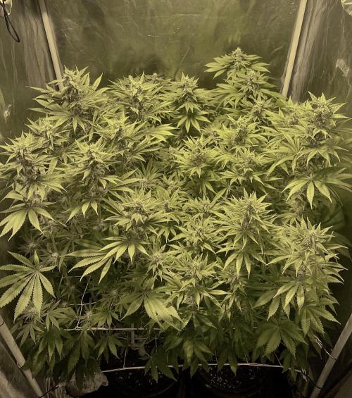 Super Lemon Haze x Pink Candy. Week 9 - Day 63 Flo +35