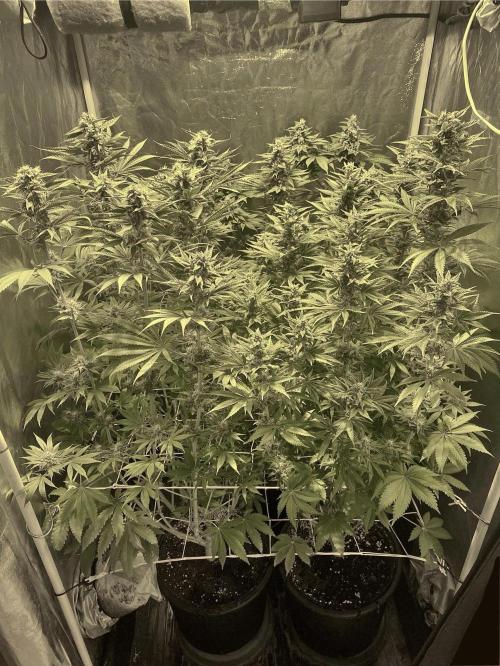 Super Lemon Haze x Pink Candy. Week 10 - Day 70 Flo +42