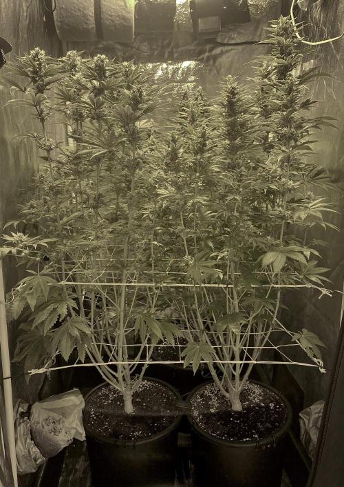 Super Lemon Haze x Pink Candy. Week 10 - Day 70 Flo +42