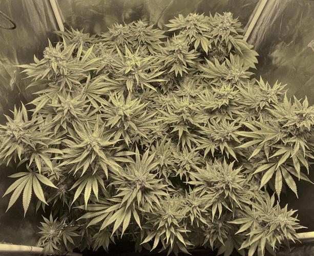 Super Lemon Haze x Pink Candy. Week 10 - Day 70 Flo +42