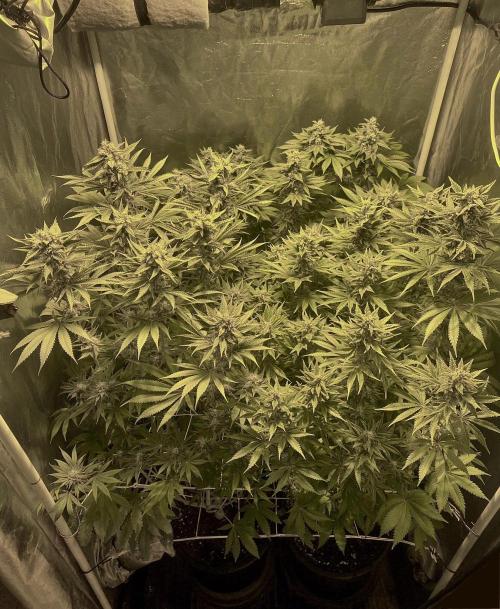 Super Lemon Haze x Pink Candy. Week 10 - Day 70 Flo +42