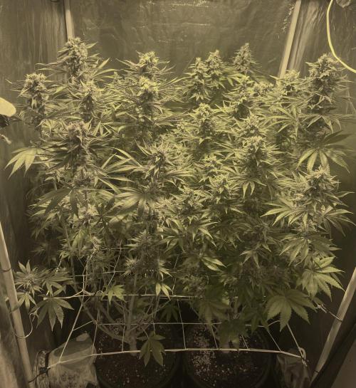 Super Lemon Haze x Pink Candy. Week 11 - Day 77 Flo +49