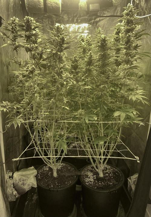 Super Lemon Haze x Pink Candy. Week 11 - Day 77 Flo +49