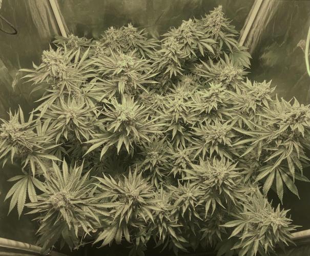 Super Lemon Haze x Pink Candy. Week 11 - Day 77 Flo +49