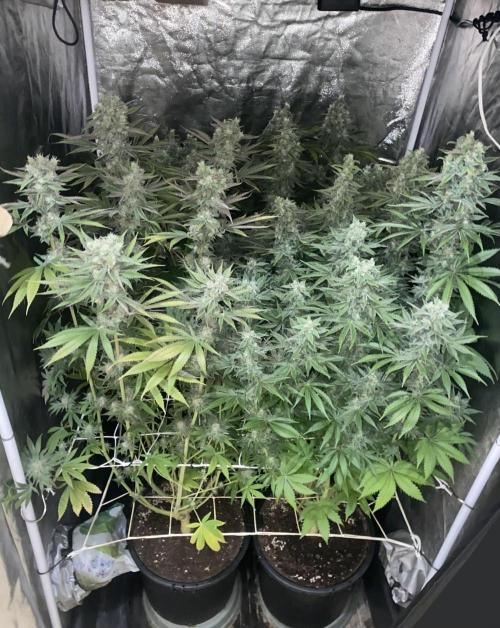 Super Lemon Haze x Pink Candy. Week 12 - Day 84 Flo +56