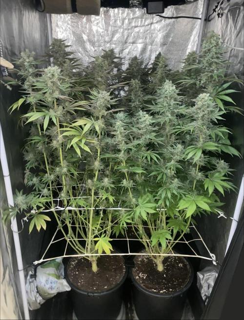 Super Lemon Haze x Pink Candy. Week 12 - Day 84 Flo +56
