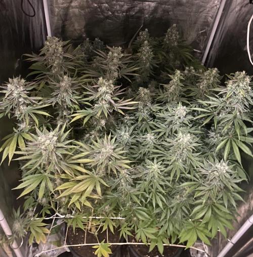 Super Lemon Haze x Pink Candy. Week 12 - Day 84 Flo +56