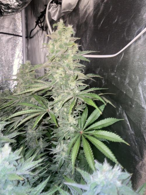 Super Lemon Haze x Pink Candy. Week 12 - Day 84 Flo +56