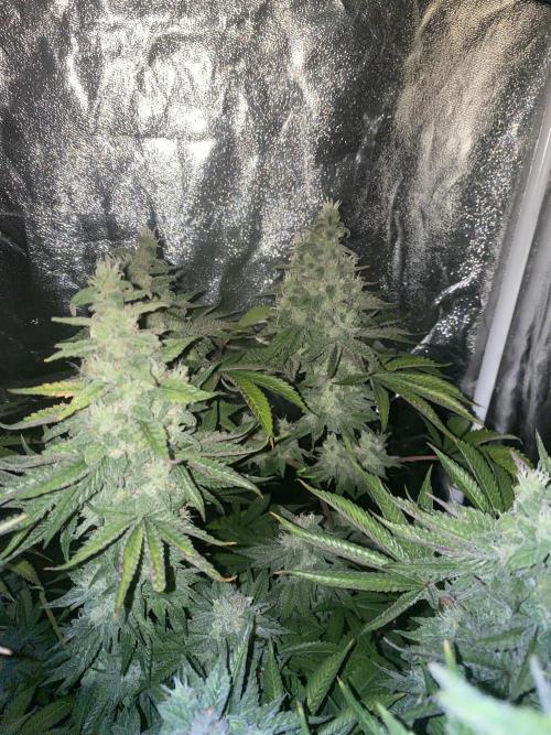 Super Lemon Haze x Pink Candy. Week 12 - Day 84 Flo +56