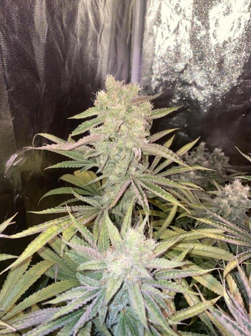 Super Lemon Haze x Pink Candy. Week 12 - Day 84 Flo +56