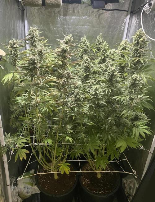 Super Lemon Haze x Pink Candy. Week 12 - Day 84 Flo +56