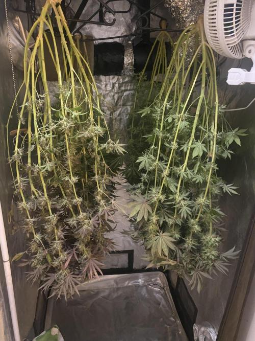 Super Lemon Haze x Pink Candy. Week 14