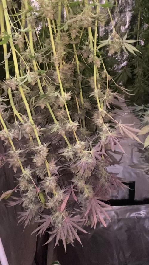 Super Lemon Haze x Pink Candy