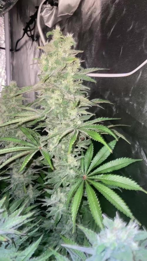 Super Lemon Haze x Pink Candy