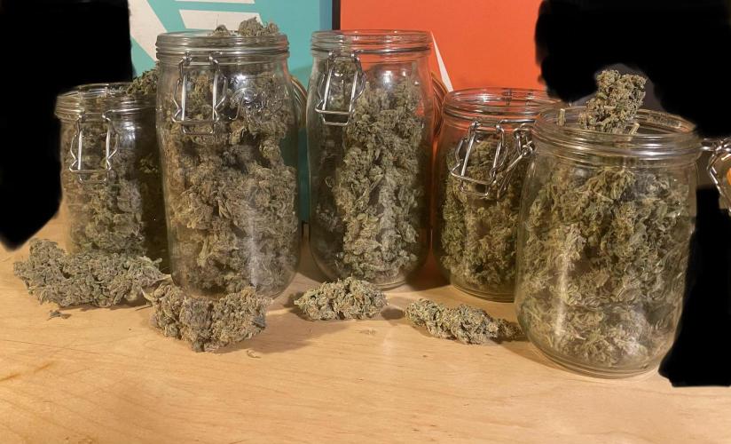 Super Lemon Haze x Pink Candy. Week 14