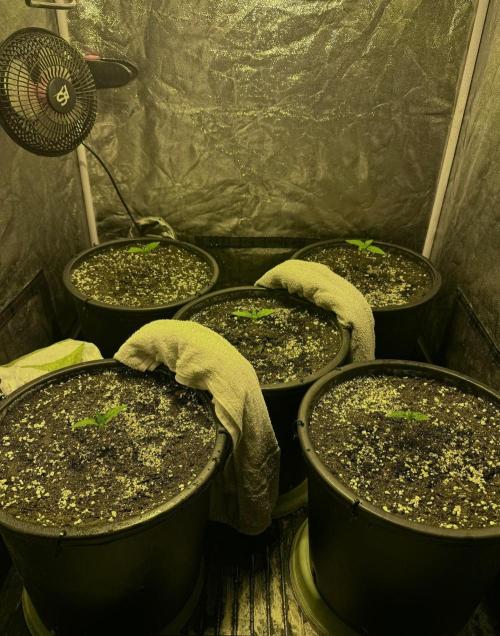 Franco's Lemon Cheese. Week 1