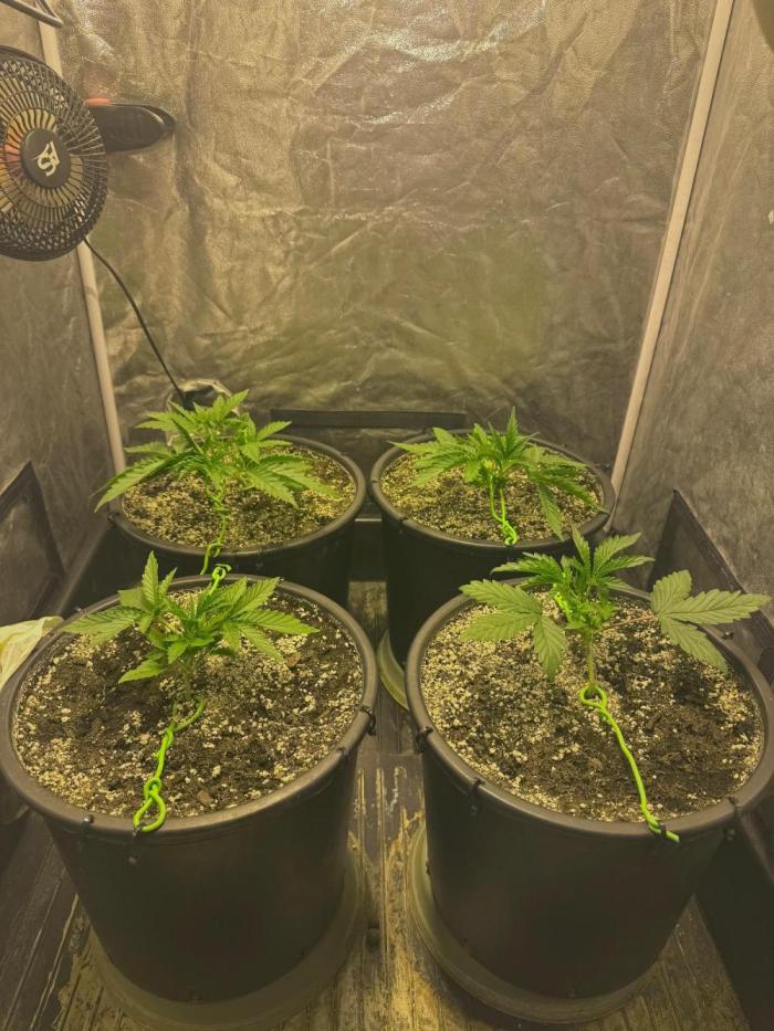 Franco’s Lemon Cheese. Week 2 - Day 14