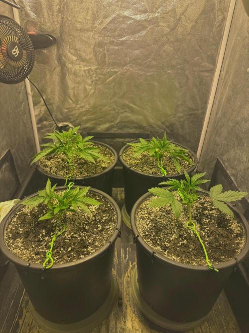 Franco's Lemon Cheese. Week 2