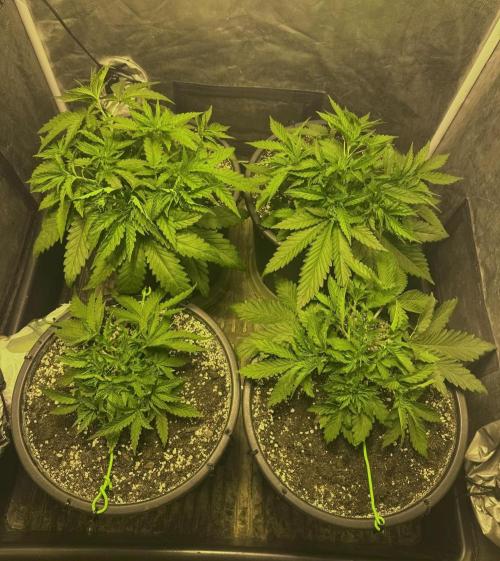 Franco’s Lemon Cheese. Week 3 - Day 20/21
