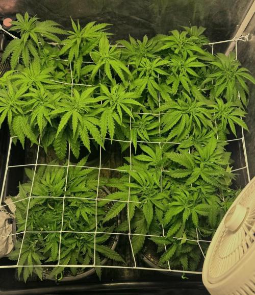 Franco's Lemon Cheese. Week 4