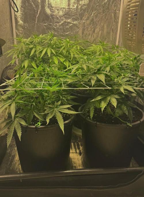 Franco’s Lemon Cheese. Week 5 - Day 35