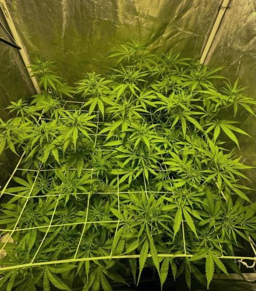 Franco’s Lemon Cheese. Week 6 - Day 42
