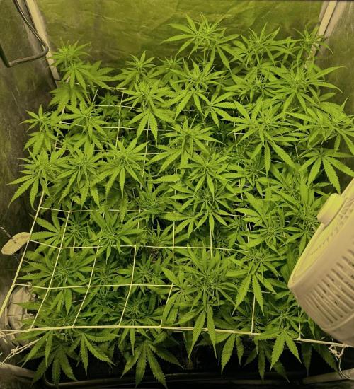 Franco’s Lemon Cheese. Week 6 - Day 42