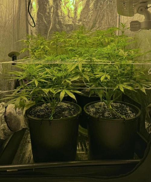 Franco's Lemon Cheese. Week 6
