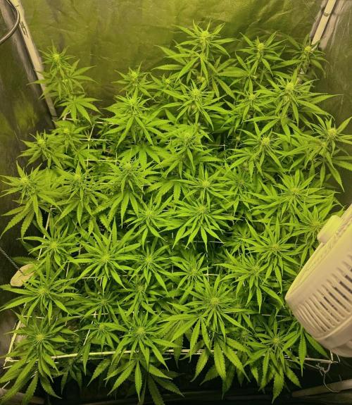 Franco’s Lemon Cheese. Week 7 - Day 49