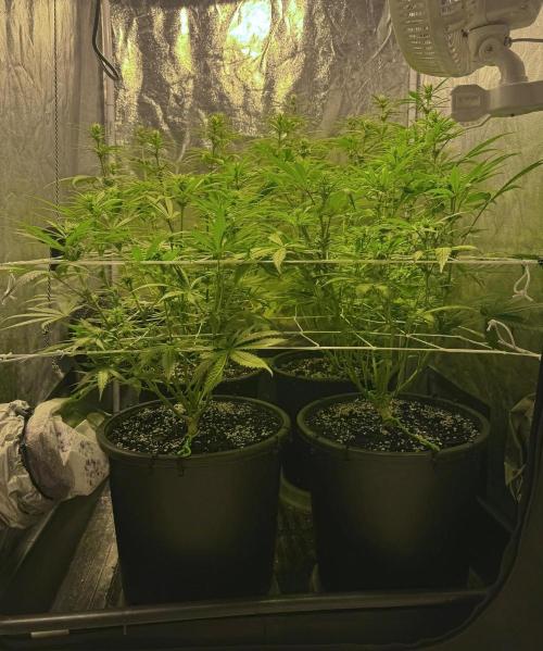 Franco's Lemon Cheese. Week 7