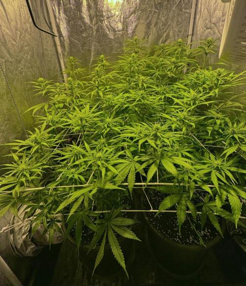 Franco’s Lemon Cheese. Week 7 - Day 49
