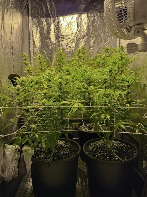 Franco’s Lemon Cheese. Week 8 - Day 56