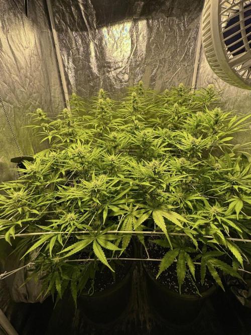 Franco’s Lemon Cheese. Week 8 - Day 56
