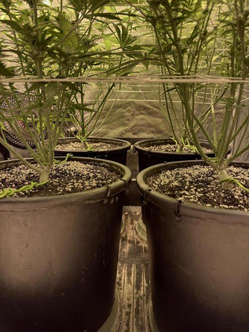 Franco’s Lemon Cheese. Week 8 - Day 56