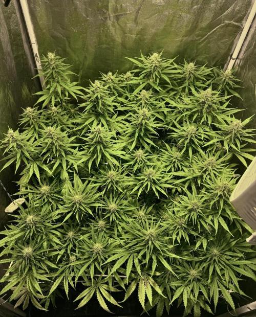 Franco’s Lemon Cheese. Week 9 - Day 63